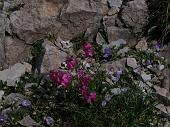 8 PRIMULE E AQUILEGIA DI EINSELE